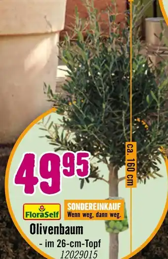 Hornbach Floraself olivenbaum Angebot
