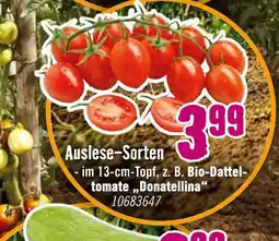 Hornbach Auslese-sorten Angebot