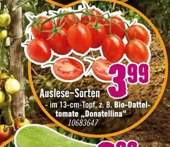 Hornbach Auslese-sorten Angebot
