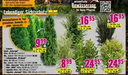 Hornbach Floraself bäume Angebot