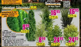 Hornbach Floraself bäume Angebot