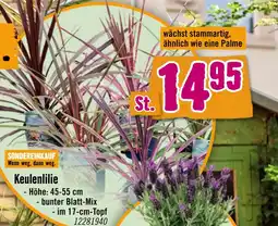 Hornbach Keulenlilie Angebot