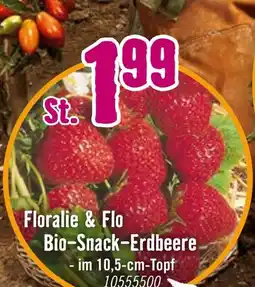 Hornbach Floralie & flo bio-snack-erdbeere Angebot