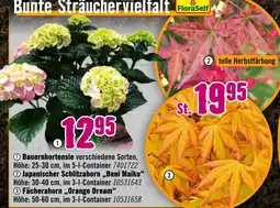 Hornbach Floraself bunte sträuchervielfalt Angebot
