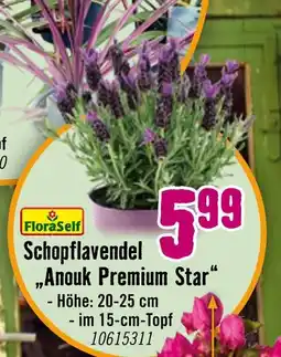 Hornbach Floraself schopflavendel anouk premium star Angebot