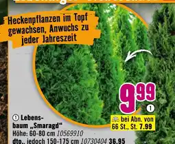 Hornbach Lebensbaum „smaragd“ Angebot