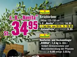 Hornbach Floraself kirschlorbeer oder koniferen- und heckendünger „biorga“ Angebot