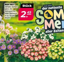 NETTO Blüh-mix Angebot