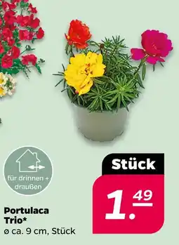 NETTO Portulaca trio Angebot