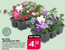 NETTO Blooming joy 6er-pack „blooming joy“ mix Angebot