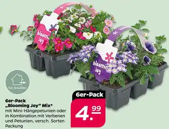 NETTO Blooming joy 6er-pack „blooming joy“ mix Angebot