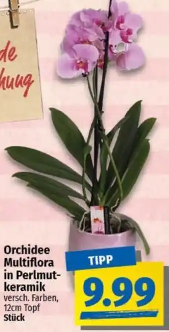 nah & gut Orchidee Multiflora in Perlmutkeramik Angebot