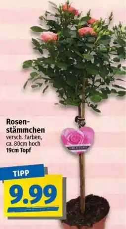 nah & gut Rosenstämmchen Angebot