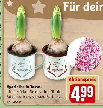 REWE Hyazinthe in tasse Angebot