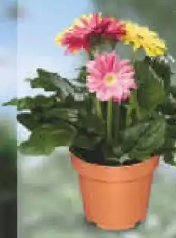 Netto Marken-Discount Gerbera Angebot