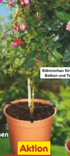 Netto Marken-Discount Fuchsien-Stämmchen Angebot