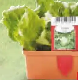 Netto Marken-Discount Salatpflanzen Angebot