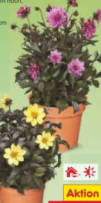 Netto Marken-Discount Dahlie Angebot