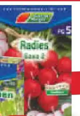 Netto Marken-Discount Garten Magie Radies Angebot