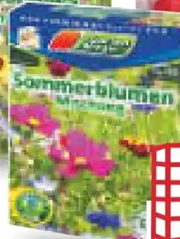 Netto Marken-Discount Gardenline Sommerblumen Angebot