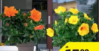 Hagebau Roseneibisch Hibiskus Rosa-Sinensis Angebot