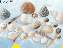 TEDi Deko-Muscheln Angebot