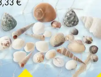 TEDi Deko-Muscheln Angebot