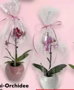 Kaufland Mini-Orchideen Angebot