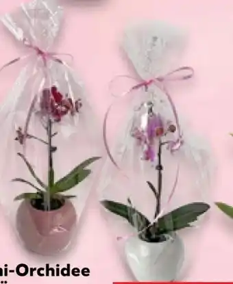 Kaufland Mini-Orchideen Angebot
