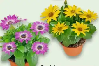 Kaufland Bornholmer Margeriten Angebot