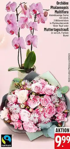 Edeka Orchidee Phalaenopsis Multiflora oder Muttertagsstrauß Angebot