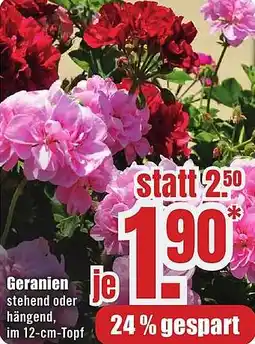 B1 Discount Baumarkt Geranien Angebot
