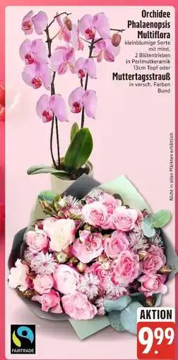 Edeka Xpress Orchidee phalaenopsis multiflora oder muttertagsstrauß Angebot