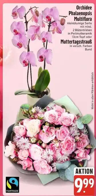 Edeka Xpress Orchidee phalaenopsis multiflora oder muttertagsstrauß Angebot