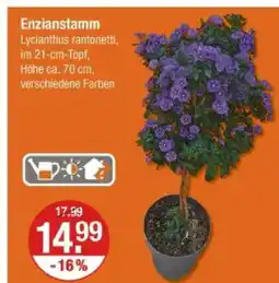 V Markt Enzianstamm Angebot
