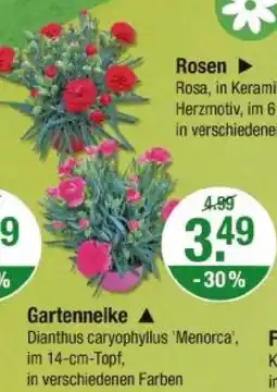 V Markt Rosen Angebot