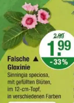 V Markt Falsche gloxinie Angebot