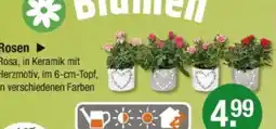 V Markt Rosen Angebot
