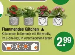 V Markt Flammendes käthchen Angebot