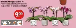 V Markt Schmetterlingsorchidee Angebot