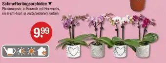 V Markt Schmetterlingsorchidee Angebot