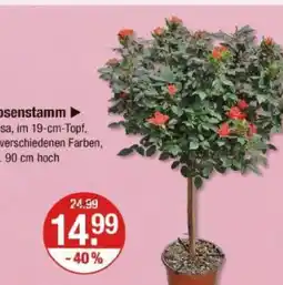 V Markt Rosenstamm Angebot