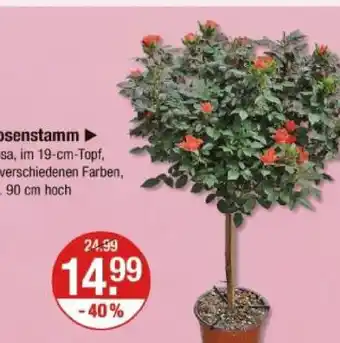 V Markt Rosenstamm Angebot