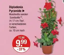 V Markt Dipladenia pyramide Angebot