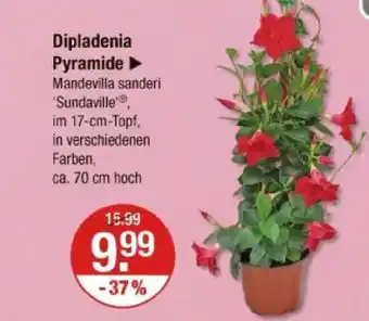 V Markt Dipladenia pyramide Angebot