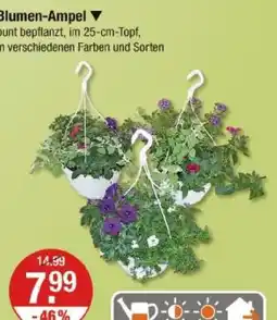 V Markt Blumen-ampel Angebot