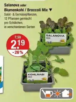 V Markt Salanova oder blumenkohl / broccoli mix Angebot