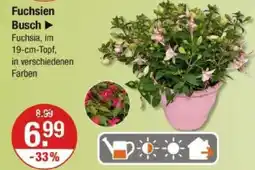 V Markt Fuchsien busch Angebot