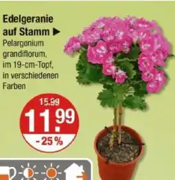 V Markt Edelgeranie auf stamm Angebot