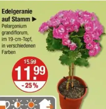 V Markt Edelgeranie auf stamm Angebot